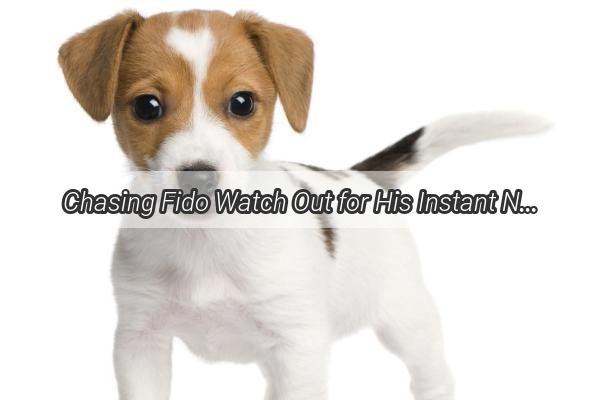 Chasing Fido Watch Out for His Instant Nodoff Move